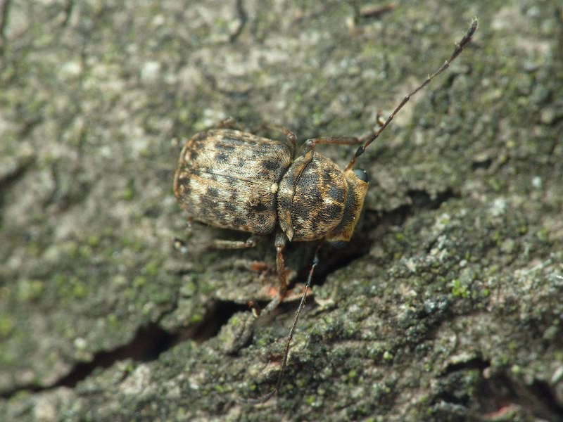 Exechesops foliatus Frieser & R., 1995